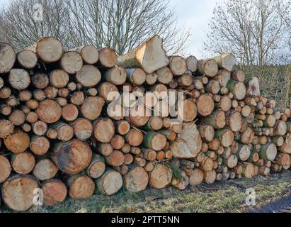 Baumstämme aus dem Wald in einem Haufen. Nahaufnahme von braunen Holzstruktur Hintergrund von Stumps von gehackten und gestapelten Brennholz. Sammeln von trockenem Holzspalt Stockfoto