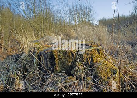 Nahaufnahme von grünem Moos, das im Frühjahr auf einem verrotteten Baumstumpf in einem leeren dänischen Sumpf wächst. Makroansicht Detail, wenn sich texturierte Algen ausbreiten, Deckblatt Stockfoto