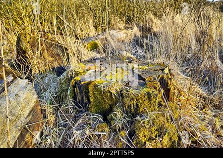 Moos bedeckter Baumstumpf auf einem Grasfeld. Ländliche Naturlandschaft mit überwuchertem Wildregenholz mit einem umgestürzten Baum auf einem unbewohnten Waldweg zum Wandern und Stockfoto