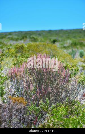 Nahaufnahme der Fynbos-Blumen im Table Mountain National Park, Kapstadt, Südafrika. Einheimische Pflanzen wachsen und blühen wieder auf einem üppigen grünen Feld Stockfoto