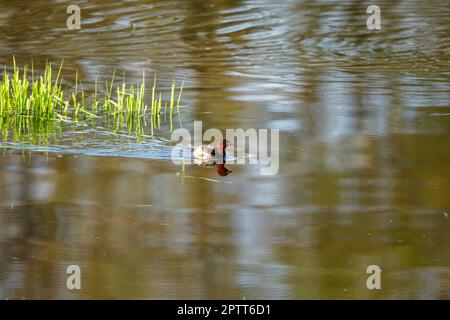 Ein kleiner Grebe in den Sümpfen Stockfoto