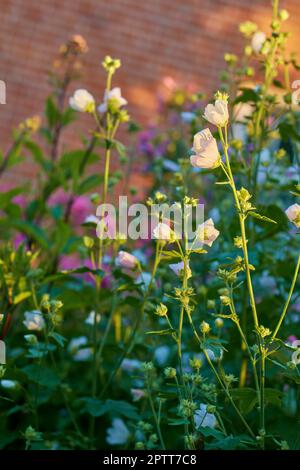 Nahaufnahme weißer Brüste, die blühen und auf hohen grünen Stämmen in einem privaten und abgelegenen Garten zu Hause blühen. Zartes, zerbrechliches rosa alcea rosea flo Stockfoto