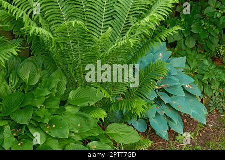 Grüne Farne wachsen in einem üppigen botanischen Garten oder Park an einem sonnigen Tag an der frischen Luft im Frühling. Nahaufnahme von lebendiger und blättriger Polypodiophyta Stockfoto