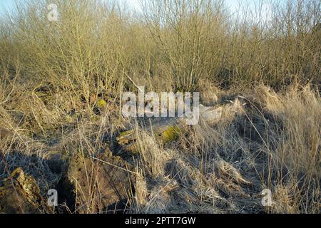 Büsche von trockenem, trockenem Schilf auf dem Sumpfgebiet von leerem Sumpfgebiet in Dänemark im frühen Frühjahr. Ländliche und abgelegene Landschaft mit dichtem, unbebauten Land Stockfoto