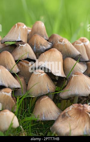 Pilzgruppe und leuchtend grünes Gras, die im Frühling in einem Garten wachsen. Ein Haufen giftiger Pilze, der sich an einem sonnigen Tag auf einem Feld in der Natur ausbreitet. In Stockfoto