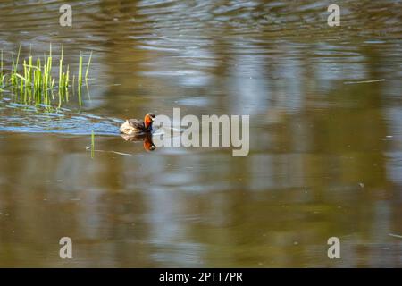 Ein kleiner Grebe in den Sümpfen Stockfoto