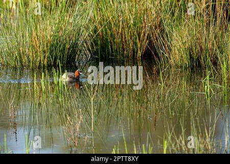 Ein kleiner Grebe in den Sümpfen Stockfoto