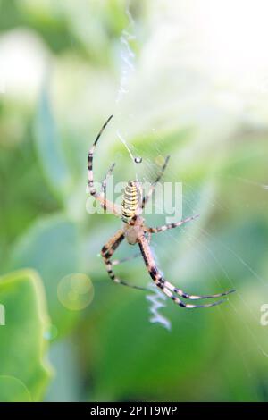 Schwarze und gelbe Agriope-Gartenspinne. Agriope aurantia. Schwarz-gelbe Gartenspinne im Netz Stockfoto