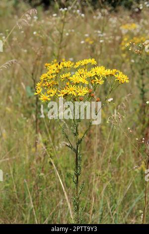 Blumen von Maculata vulgaris. Gelbe Blumen von Senico extensa im Garten blüht. Extensa vulgaris blühen im Feld. Schmetterling Silber - verzierte Stockfoto