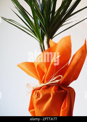 Dracaena, tropische Pflanze als Innenausstattung. Ein Geschenk in orangefarbenem Geschenkpapier auf einem Tisch mit einer weißen Serviette. Weißer Hintergrund. Dracaena oder Dracaenace Stockfoto