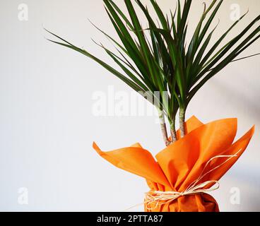 Dracaena, tropische Pflanze als Innenausstattung. Ein Geschenk in orangefarbenem Geschenkpapier auf einem Tisch mit einer weißen Serviette. Weißer Hintergrund. Dracaena oder Dracaenace Stockfoto