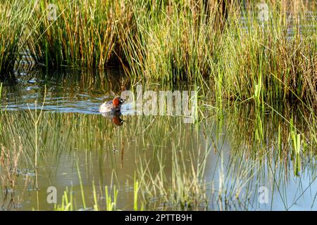 Ein kleiner Grebe in den Sümpfen Stockfoto