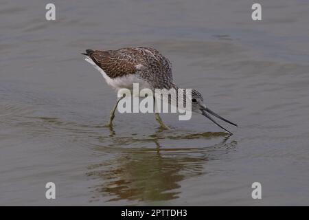 Tringa nebularia, Grünschenkel, Grünschenkel Stockfoto