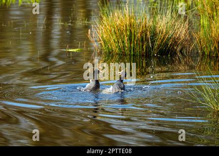 Die Trottel kämpfen im Wasser Stockfoto