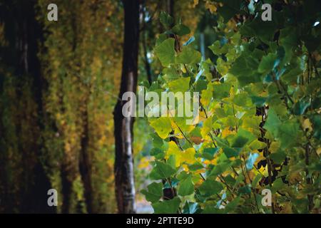 Pappelbäume färben sich zu Beginn des Herbstes. Nahaufnahme. Stockfoto