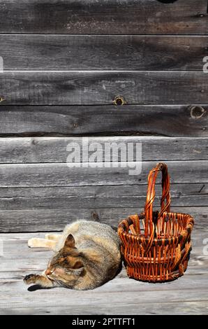 Eine mehrfarbige dicke Katze ist neben einem leeren Weidenkorb der hölzernen Stangen liegt auf einer hölzernen Oberfläche vor dem Hintergrund einer Wand von Schwarz Stockfoto