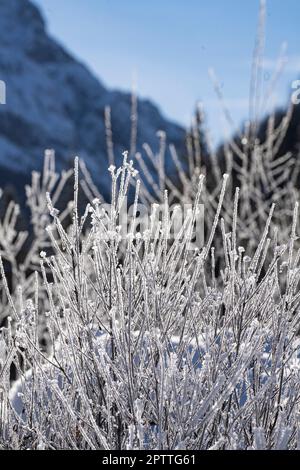 Die Eisformationen, die sich auf den Zweigen der Sträucher gebildet haben Stockfoto