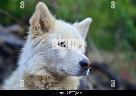 Porträt des Weißen sibirischen Samojeden Husky Hund mit Heterochromia (ein Phänomen, wenn die Augen haben unterschiedliche Farben) tagsüber im Freien Stockfoto