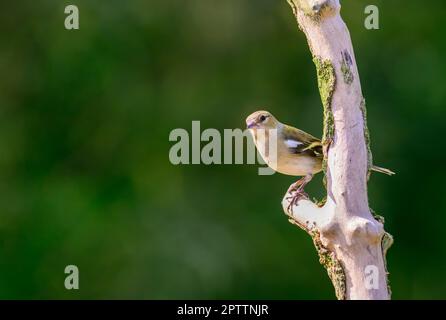 Weibliche Chaffinch, Fringilla Coelebs, hoch oben auf einem Ast Stockfoto