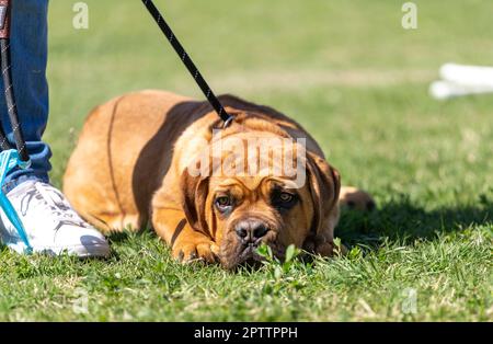 Dogue de Bordeaux Welpe im Park liegt an einem warmen Tag im Gras Stockfoto