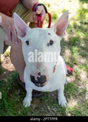 Weißer Stier Terrier Foto von oben und in der Nähe Stockfoto