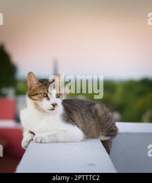 Erwachsene tabby, Mischlingskatze, ruht auf einem hohen Dach. Stockfoto