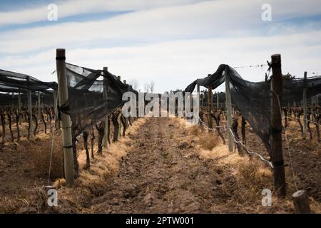 Nach dem Winterschnitt reiht sich der Weinberg in Tupungato, Mendoza, Argentinien. Stockfoto