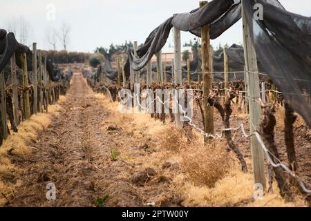 Nach dem Winterschnitt reiht sich der Weinberg in Tupungato, Mendoza, Argentinien. Stockfoto