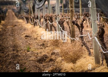 Nach dem Winterschnitt reiht sich der Weinberg in Tupungato, Mendoza, Argentinien. Stockfoto