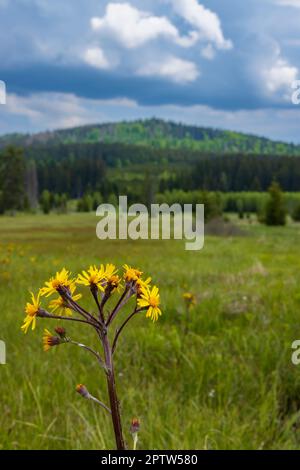 Typische Frühlingslandschaft in der Nähe von Stozec, Nationalpark Sumava, Tschechische Republik Stockfoto