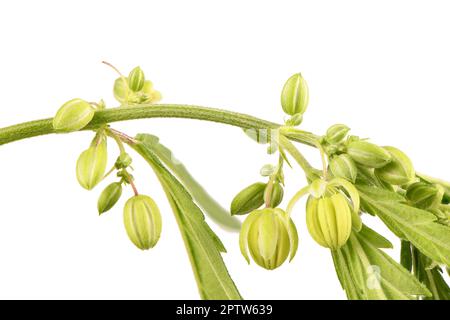 Cannabisblüten, Seitenansicht isoliert auf weiß. Extreme Nahaufnahme. Hochauflösendes Foto. Volle Schärfentiefe. Stockfoto