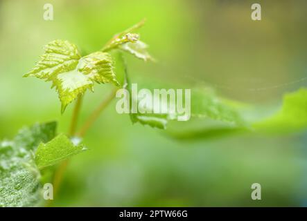 Tropfen Morgentau auf den Stängeln und Blättern junger Trauben. Seitenansicht. Hochauflösendes Foto. Stockfoto