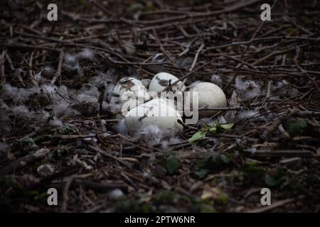 Kanadier-Gänseeier im Nest. Bois de Vincennes, Paris, Frankreich Stockfoto