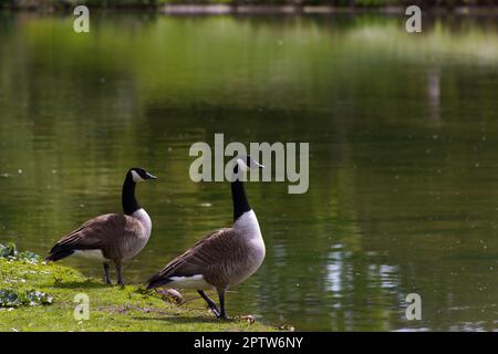 Ein paar kanadische Gänse stehen am Seeufer im Frühling Bois de Vincennes, Paris, Frankreich Stockfoto