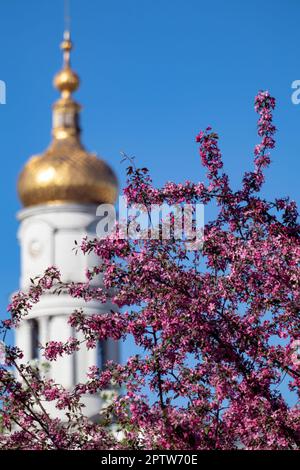 Die Kathedrale der Himmelfahrt oder der Dormition ist mit einer goldenen Kuppel verschwommen, die mit rosa Apfelblüten auf blauem Himmelshintergrund verschwommen ist. Besichtigungstour im Frühling Charkiv, Ukraine Stockfoto