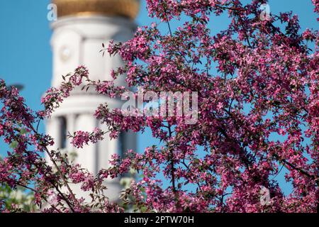 Rosafarbene Apfelbäume blühende Zweige mit der Himmelfahrt- oder Dormitionsdom goldene Kuppel verschwommen auf blauem Himmelshintergrund. Besichtigungstour im Frühling Charkiv Stockfoto