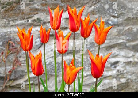 Orange Ballerina Tulpen blühen im April Frühling blüht an einer Steinmauer eines Hauses in Carmarthenshire Wales Großbritannien Großbritannien KATHY DEWITT Stockfoto