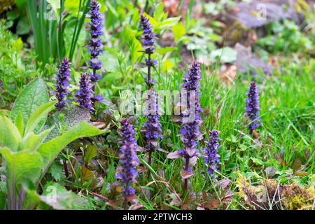 Ajuga Reptans nähert sich den lila Blumen, die im Garten im April im Frühling in Carmarthenshire West Wales Großbritannien 2023 KATHY DEWITT wachsen Stockfoto