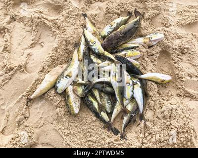 Mauretanien, Nouakchott, Fischermarkt Stockfoto