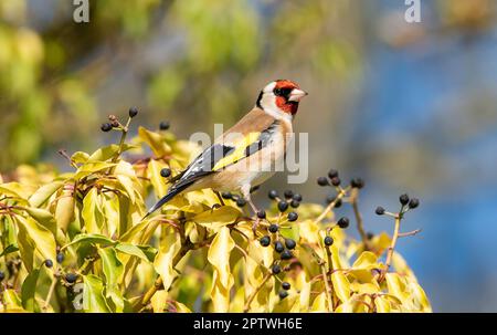 Ein Goldfinch auf Efeu im Frühling, Arnside, Milnthorpe, Cumbria, Großbritannien Stockfoto