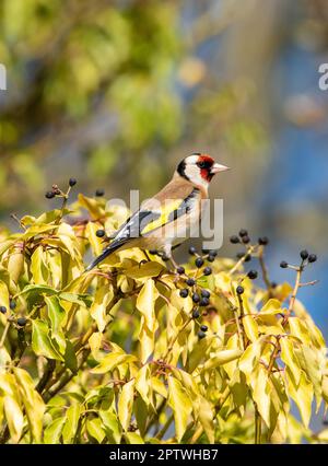 Ein Goldfinch auf Efeu im Frühling, Arnside, Milnthorpe, Cumbria, Großbritannien Stockfoto