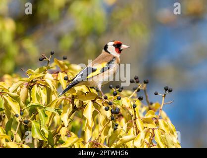 Ein Goldfinch auf Efeu im Frühling, Arnside, Milnthorpe, Cumbria, Großbritannien Stockfoto