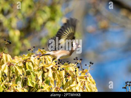 Ein Goldfinch auf Efeu im Frühling, Arnside, Milnthorpe, Cumbria, Großbritannien Stockfoto