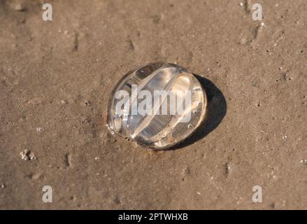 Seegoßbeere in White Creek, Arnside, Cumbria, Großbritannien Stockfoto