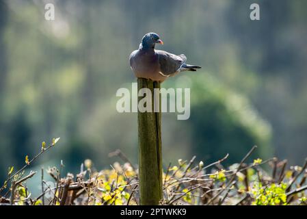 Eine Holztaube auf einem Pfosten, Arnside, Milnthorpe, Cumbria, Großbritannien Stockfoto