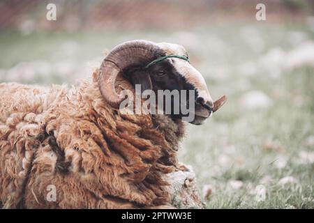 Ein erwachsener Bock mit gewellten Hörnern verdirbt auf der Weide Stockfoto