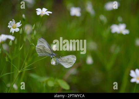 Zwei holzweiße Schmetterlinge (Leptidea sinapis) auf einer Rabelera-Großstich-Würze, weiße Wildblumenknospe, Makro-Nahaufnahme, grüner Hintergrund. Stockfoto