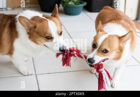 Zwei walisische Pembroke Corgies spielen Tauziehen. Hunde spielen. Stockfoto