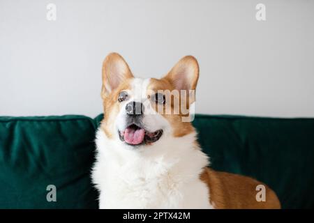 Porträt eines herrlichen reinrassigen walisischen Pembroke Corgi-Hundes auf der grünen Couch Stockfoto