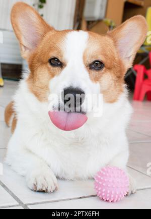 Porträt eines witzigen walisischen Pembroke Corgi, der die Zunge rausstreckt und in die Kamera schaut. Hund mit Spielzeug Stockfoto